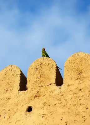 Traditions and Customs of Oman Every Tourist Should Know